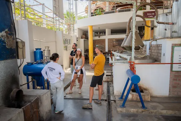 Elaboración de vinos artesanales vs producción industrial