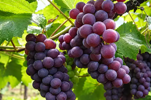 Racimo de uva Mollar con bayas rosadas en el viñedo.