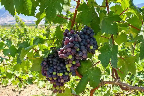 Racimo de uva Moscatel con tonos rojizos y cobrizos en el campo.