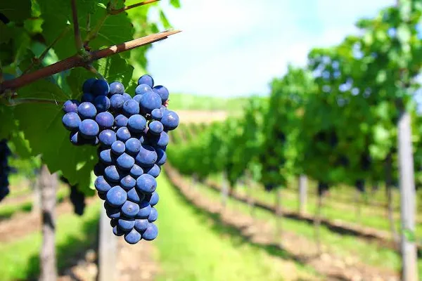 Racimos oscuros de uva Uvina cultivada en valle rústico.