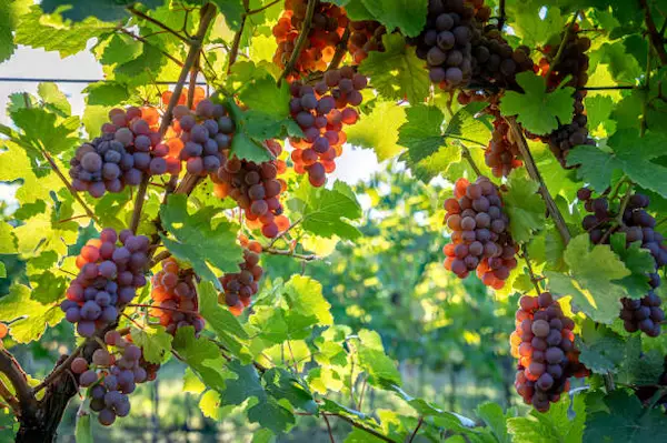 Viñedos tradicionales de uvas pisqueras cultivados bajo el sol en el valle de Ica